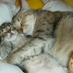 katten-die-slapen